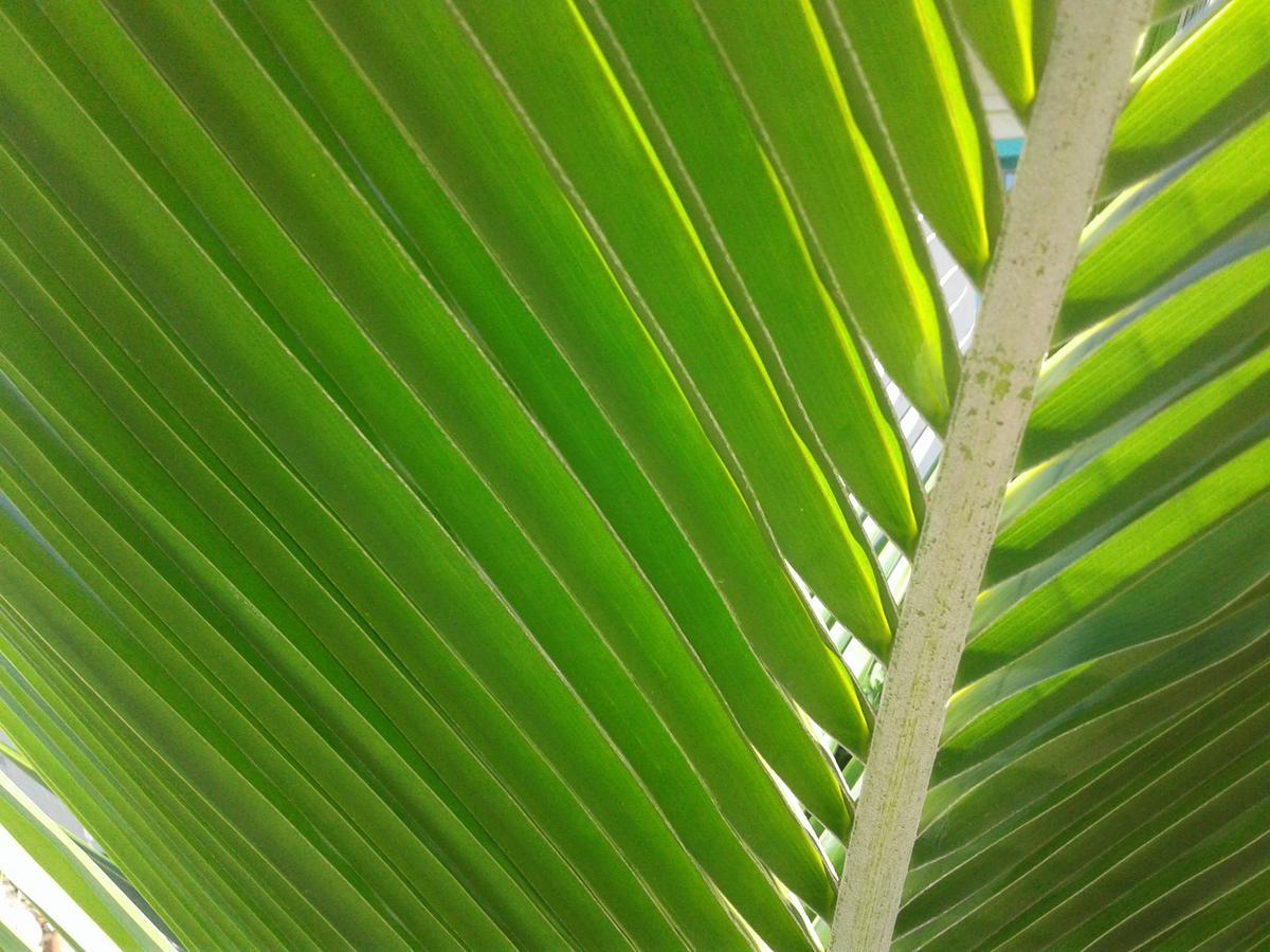 Beach Island Resort Cocoa Beach Extérieur photo